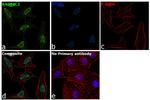 RAD54L2 Antibody in Immunocytochemistry (ICC/IF)