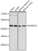 DNMT3L Antibody in Western Blot (WB)