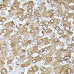 GBL Antibody in Immunohistochemistry (Paraffin) (IHC (P))