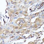 GBL Antibody in Immunohistochemistry (Paraffin) (IHC (P))