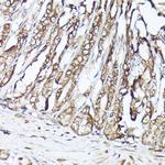 GBL Antibody in Immunohistochemistry (Paraffin) (IHC (P))