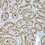 GBL Antibody in Immunohistochemistry (Paraffin) (IHC (P))