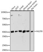 GBL Antibody in Western Blot (WB)