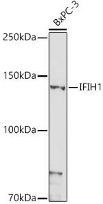 MDA5 Antibody in Western Blot (WB)