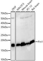 PIN1 Antibody in Western Blot (WB)