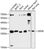 DENR Antibody in Western Blot (WB)