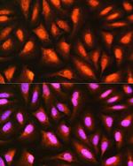 MDFI Antibody in Immunocytochemistry (ICC/IF)