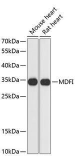 MDFI Antibody in Western Blot (WB)