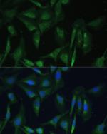 CAMLG Antibody in Immunocytochemistry (ICC/IF)