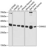 CAMLG Antibody in Western Blot (WB)