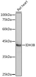 IDH3B Antibody in Western Blot (WB)