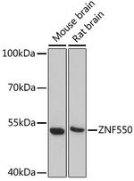 ZNF550 Antibody in Western Blot (WB)