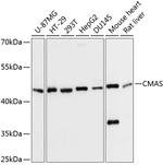 CMAS Antibody in Western Blot (WB)