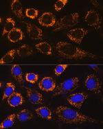 P4HA3 Antibody in Immunocytochemistry (ICC/IF)