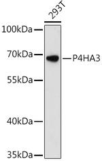 P4HA3 Antibody in Western Blot (WB)