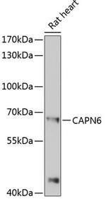 Calpain 6 Antibody in Western Blot (WB)