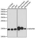 NDUFB4 Antibody in Western Blot (WB)