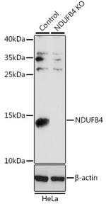 NDUFB4 Antibody in Western Blot (WB)