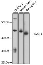 HS2ST1 Antibody in Western Blot (WB)