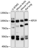 KIF19 Antibody in Western Blot (WB)