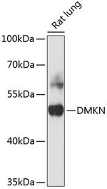 DMKN Antibody in Western Blot (WB)