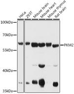 PKM2 Antibody in Western Blot (WB)