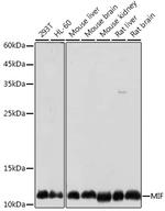 MIF Antibody in Western Blot (WB)