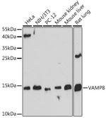 VAMP8 Antibody in Western Blot (WB)