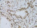 Emerin Antibody in Immunohistochemistry (Paraffin) (IHC (P))