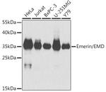 Emerin Antibody in Western Blot (WB)