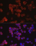 CD34 Antibody in Immunocytochemistry (ICC/IF)