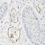 CD34 Antibody in Immunohistochemistry (Paraffin) (IHC (P))