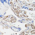 CD34 Antibody in Immunohistochemistry (Paraffin) (IHC (P))