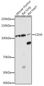 CD34 Antibody in Western Blot (WB)