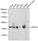 AKR1B1 Antibody in Western Blot (WB)