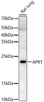 APRT Antibody in Western Blot (WB)