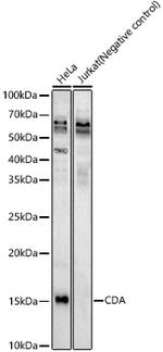 CDA Antibody in Western Blot (WB)