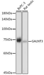 GALNT3 Antibody in Western Blot (WB)