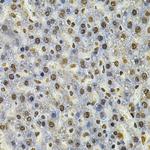 IFI16 Antibody in Immunohistochemistry (Paraffin) (IHC (P))