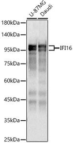 IFI16 Antibody in Western Blot (WB)