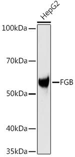 FIBB Antibody in Western Blot (WB)