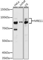 MRE11 Antibody in Western Blot (WB)