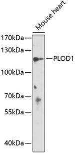 PLOD1 Antibody in Western Blot (WB)