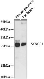 SYNGR1 Antibody in Western Blot (WB)