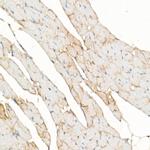 Dystrophin Antibody in Immunohistochemistry (Paraffin) (IHC (P))