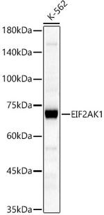 HRI Antibody in Western Blot (WB)