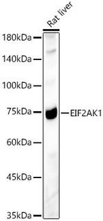 HRI Antibody in Western Blot (WB)