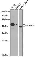 VPS37A Antibody in Western Blot (WB)