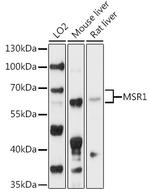 CD204 Antibody in Western Blot (WB)