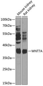 WNT7A Antibody in Western Blot (WB)